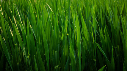 Naklejka premium Green grass growing in a field during daylight hours with sunlight shining on the blades