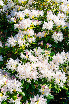 Residential Rhododendron Close-up 2