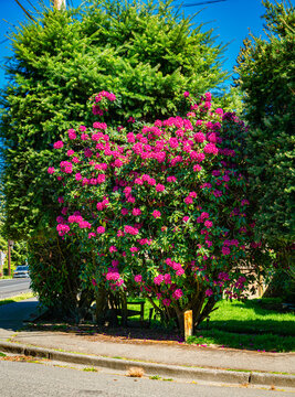 Residential Spring Rhododendron 2