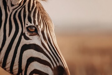 Obraz premium Zebra watching the savanna sunset