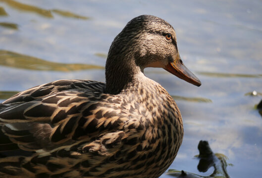 Mallard duck at Fishtrap Creek Park during a spring season in Abbotsford, British Columbia, Canada