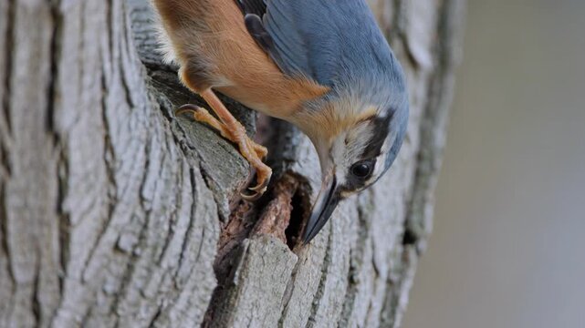 Close Up of Wood Nuthatch Bird Clinging to Textured Tree Bark Near Nesting Hole Eurasian Nuthatch Sitta Europaea in Wild Forest Habitat