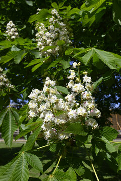 kastanienbl&uuml;te