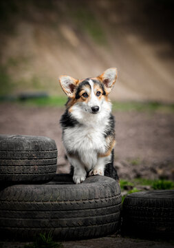 Cute Corgi dog standing on old tires.