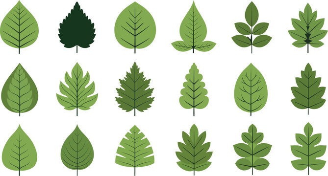 Collection of diverse green leaves a botanical illustration