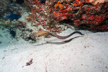 coral reef in the sea © Evgenios