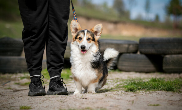 Happy Pembroke Welsh Corgi on a leash standing by owner