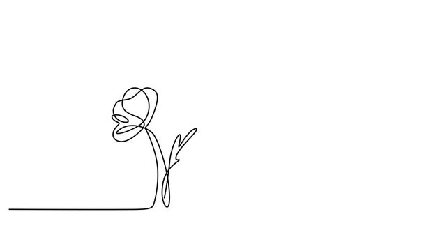 Minimalist line art flowers, continuous one-line drawing, simple floral vector, elegant botanical illustration video