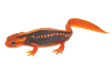 Fototapeta premium An Asian Emperor Newt. Tylototriton shanjing, on white background.