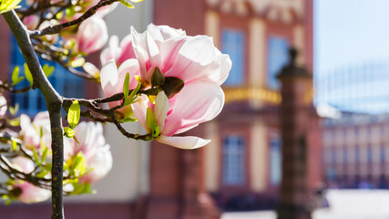 Pink magnolia flowers bloom in spring near a historic building on a clear day © Fleuronica