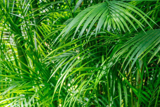 Green palm leaves fill the space in a lush garden during daylight near tropical plants and trees