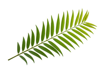 Fototapeta premium Fresh green palm frond with vibrant leaves