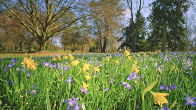 Smooth backward camera movement through a blooming meadow of yellow daffodils and blue scilla flowers. Surrounded by forest, bright daylight highlights vibrant spring colors and natural depth.