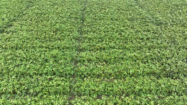 Drone flying low over green okra plantation field