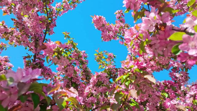 Pink crabapple blossoms swaying on tree branches against blue sky