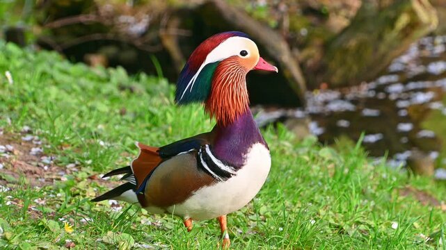 Male mandarin duck walking and preening on grassy riverbank