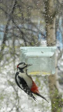 Raindrops streak glass as woodpecker feeds. Bird's black-and-white plumage contrasts with grey backdrop. Red patch on wing brightens wintry scene. Wildlife footage perfect for nature or spring themes