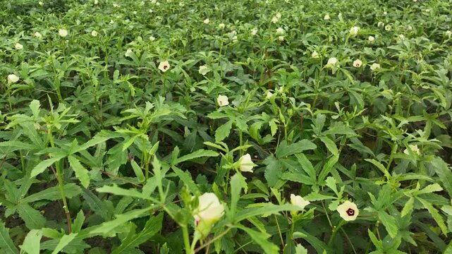 Blooming okra plantation cultivation for agriculture