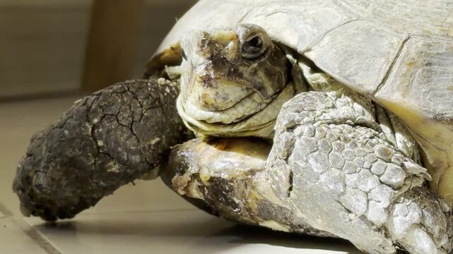 Macro portrait of a resting tortoise 4K