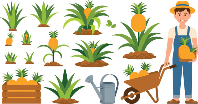 Vector illustration of pineapple cultivation with plants, harvest tools and farming scenes in decorative design