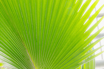 Obraz premium Bright green palm leaf close up showing detailed texture and structure in natural light indoors