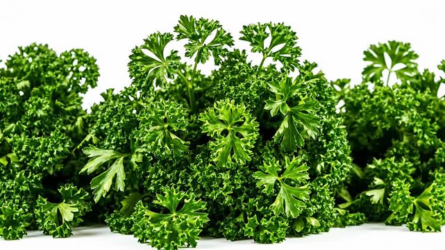 Fresh curly parsley bunches isolated on white background
