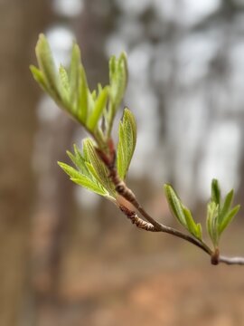 buds of a willow
