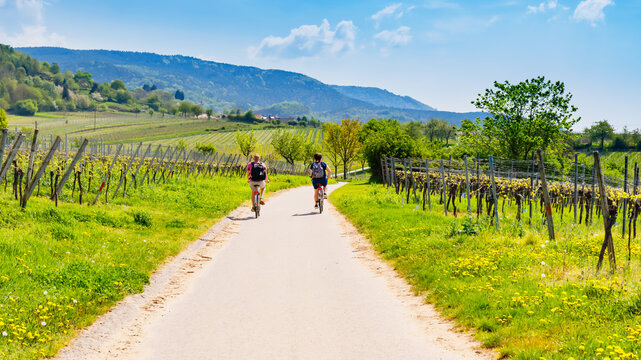 Cyclists ride down a gravel path through vineyards on a sunny day in the countryside