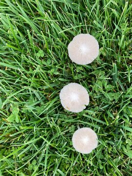 pleated inkcap mushrooms