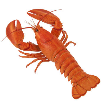 A vividly colored lobster displayed against a plain background