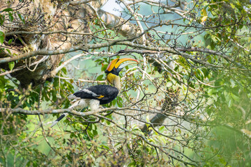 Great hornbill (Buceros bicornis), also known as the concave-casqued hornbill, great Indian hornbill or great pied hornbill © prasanth