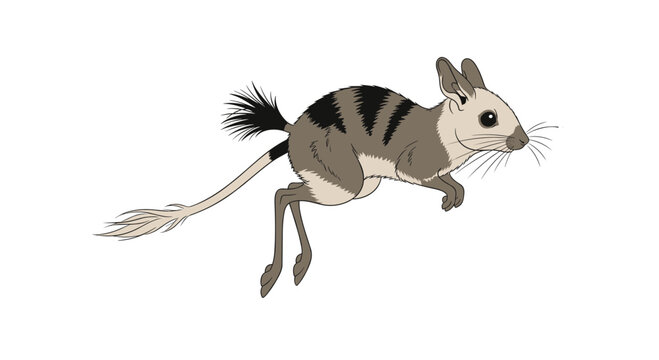 Dynamic cartoon-style vector illustration of a striped jerboa leaping, highlighting its long hind legs and distinctive striped markings on a white background.
