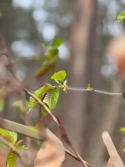 green leaves on a branch © Anna