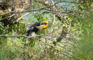Great hornbill (Buceros bicornis), also known as the concave-casqued hornbill, great Indian hornbill or great pied hornbill © prasanth