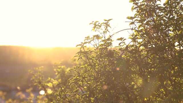 Sunset light on bush leaves with flying insects in warm evening glow and natural backlight scene
