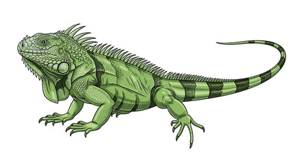 Obraz premium Detailed digital illustration of a green iguana, highlighting its spiky crest, textured skin, and powerful tail, a common reptile species.