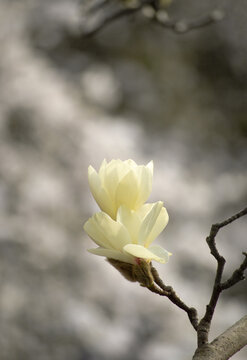 Magnolia white flower bud blooming in spring garden on mysterious floral background, beautiful botanical nature landscape.