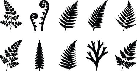 Black fern leaf silhouettes, botanical foliage vector set of 10 elements, tropical forest plant fronds and koru symbols on white background © Insa Batool