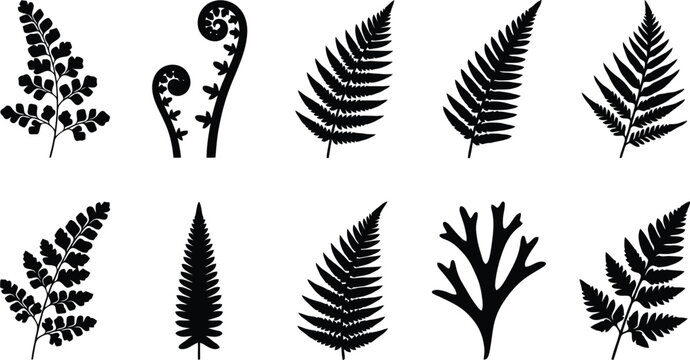 Black fern leaf silhouettes, botanical foliage vector set of 10 elements, tropical forest plant fronds and koru symbols on white background