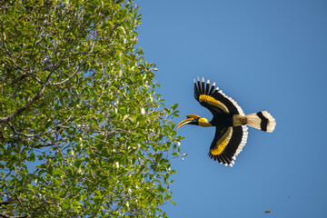 Great hornbill (Buceros bicornis), also known as the concave-casqued hornbill, great Indian hornbill or great pied hornbill © prasanth
