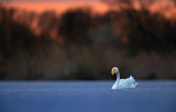 Whooper Swan Cygnus cygnus in a tranquil pond at sunset in Liberec Region, Czechia.