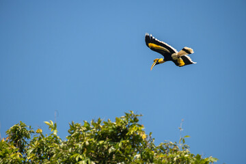 Great hornbill (Buceros bicornis), also known as the concave-casqued hornbill, great Indian hornbill or great pied hornbill © prasanth