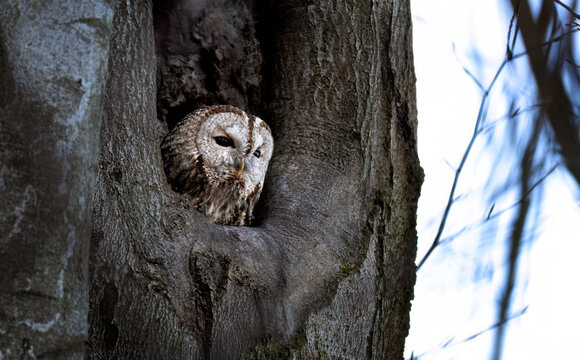 Tawny Owl Strix aluco perched in a natural tree hollow nesting site, Jizera Mountains, Czech Republic.
