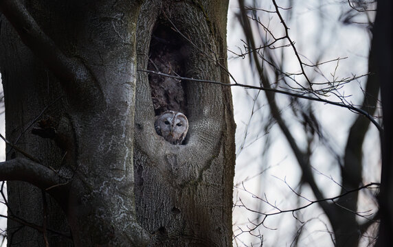 Tawny Owl Strix aluco perched in a natural tree hollow nesting site, Jizera Mountains, Czech Republic.