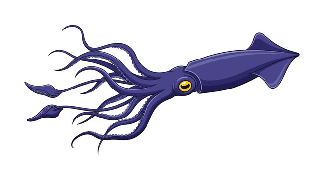 Dynamic vector illustration of a squid swimming, highlighting its streamlined body, large eyes, and flowing tentacles on a pure white background.