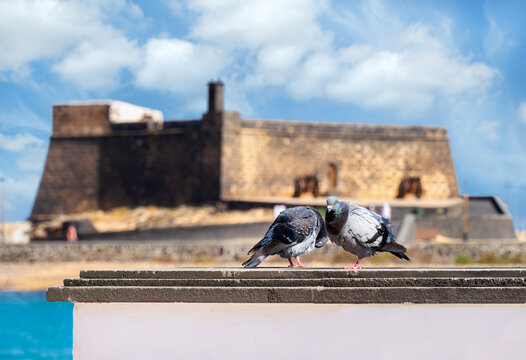 Two pigeons sit on wall on promenade, behind blurred Castillo San Gabriel and sea under blue sky in Arrecife