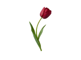 Obraz premium Single Red Tulip Flower Isolated on White Background