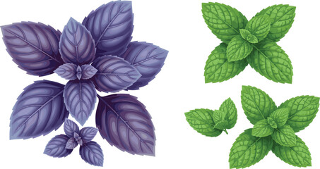 Mint Leaf Varieties Illustration Set with Green and Purple Herbal Foliage for Organic, Aromatic, Culinary, Botanical, and Natural Plant Design Projects © MdSumon