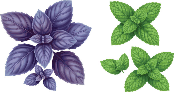 Mint Leaf Varieties Illustration Set with Green and Purple Herbal Foliage for Organic, Aromatic, Culinary, Botanical, and Natural Plant Design Projects