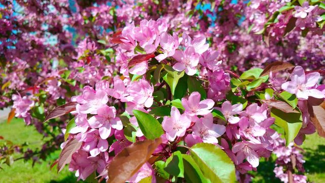 Pink crabapple blossoms swaying on tree branch in park